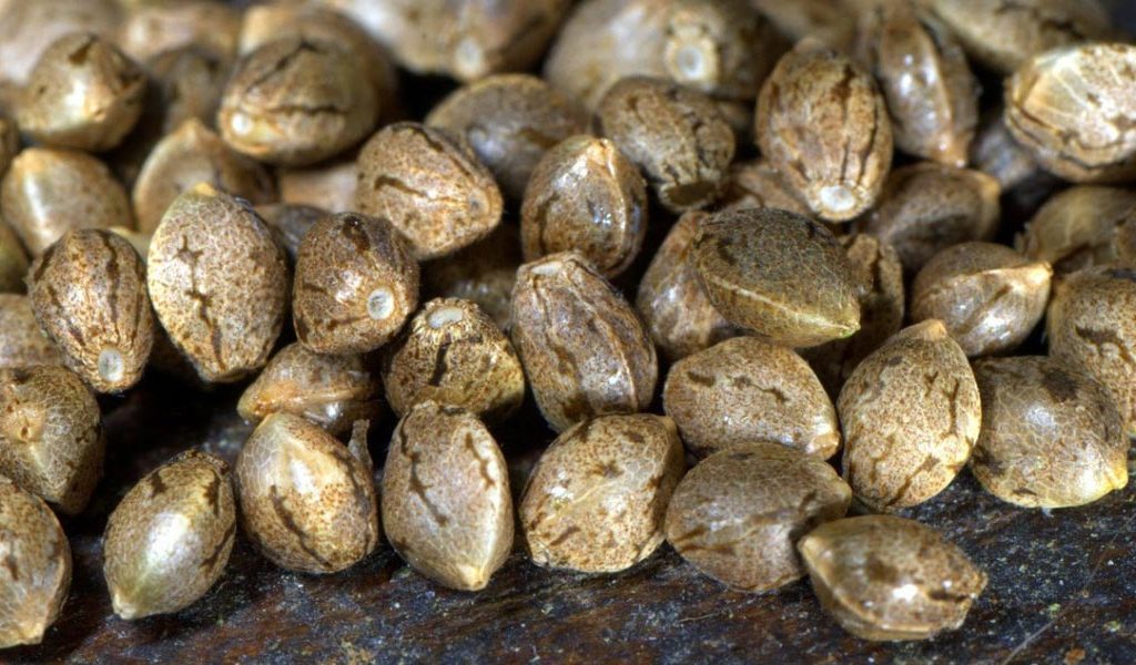 Propres Graines Cannabis